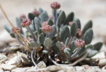 Mining has a problem with permits