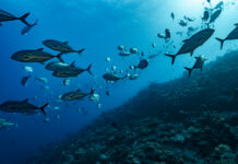 Expensive and hazardous: Does deep-sea mining really have a future?